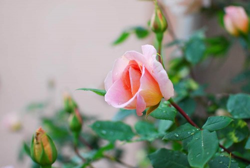 Rosa rose og rosa hus