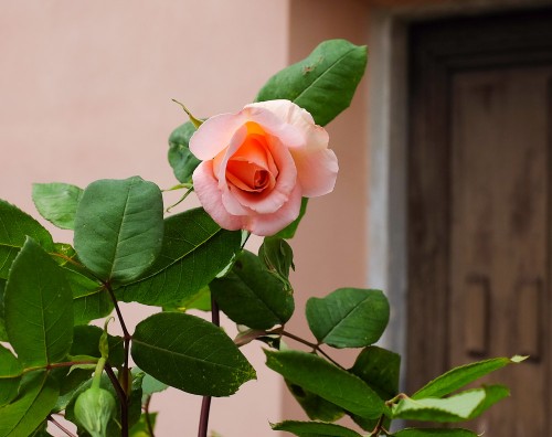 Rosa Rose