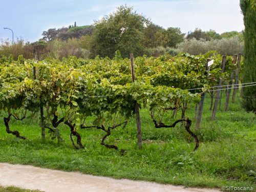 Vinmarkene.