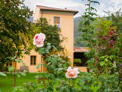 Vingården Fattoria San Vito
