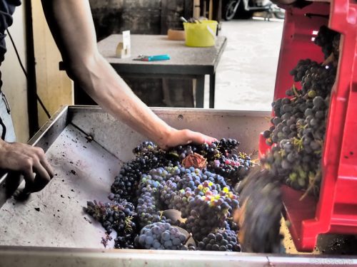 Druene behandles nennsomt før pressing. Foto: Catia Masetti.